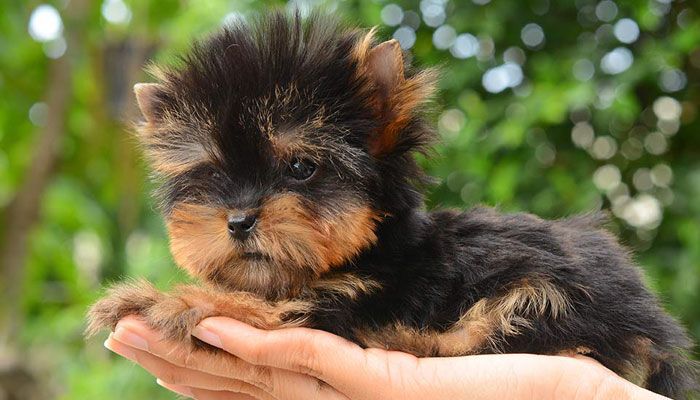 10 Best Dog Foods For Yorkies (2021 Guide)