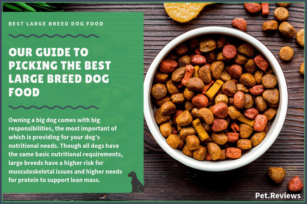 10 Best (Healthiest) Dog Foods for Large Breed Dogs in 2019