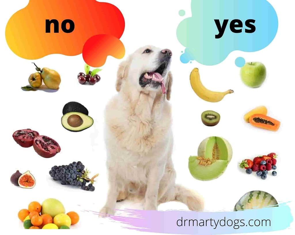 10 of the most prohibited dog foods list