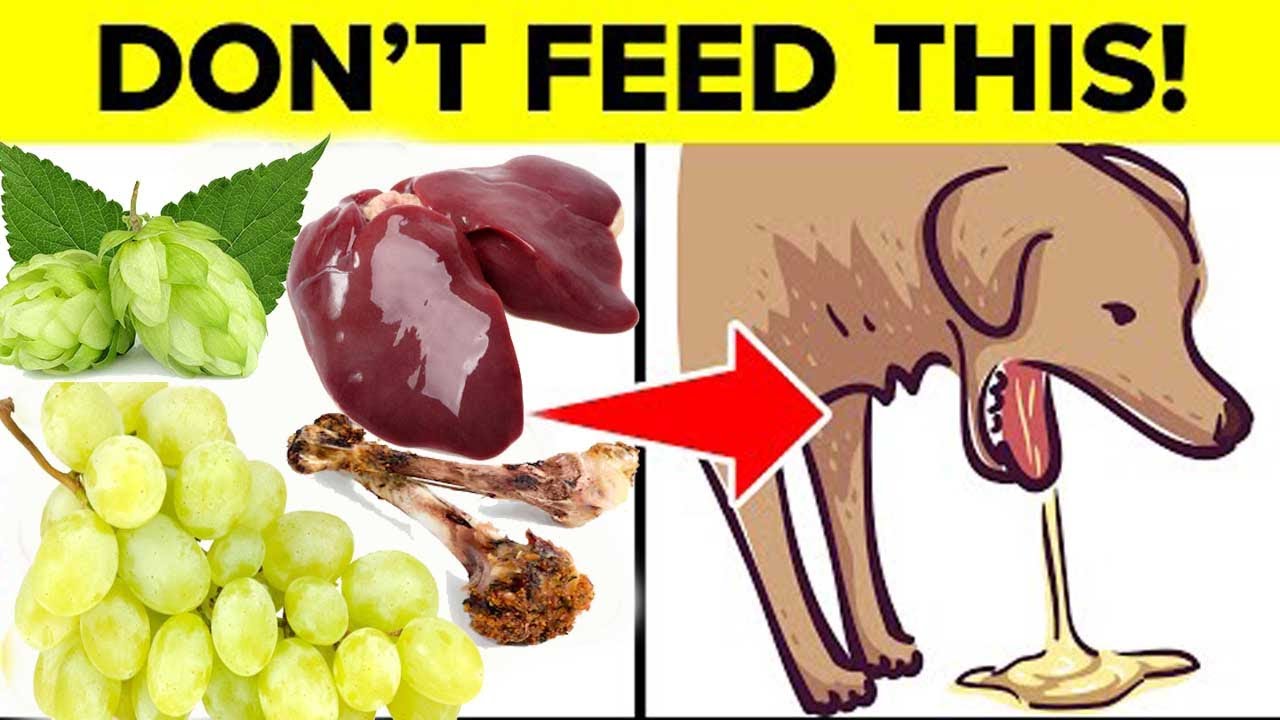16 Common Foods That Can Kill Your Dog