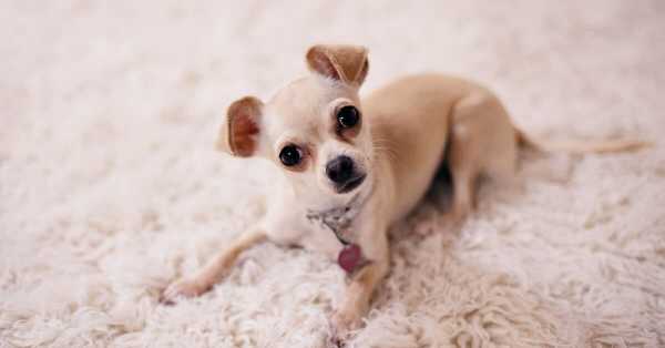 20 Best [Dry &  Canned] Dog Food For Chihuahuas: 2021 Guide ...