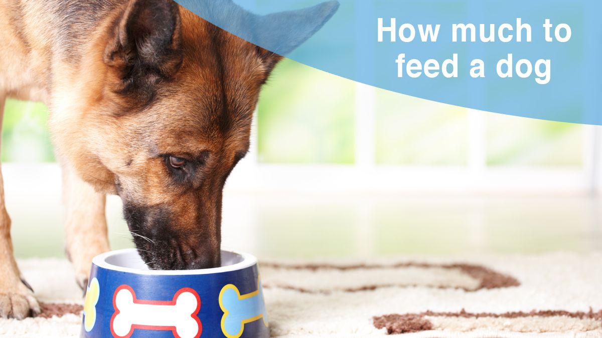 [2019] How to Feed Your Dog and Puppy with Feeding Charts ...