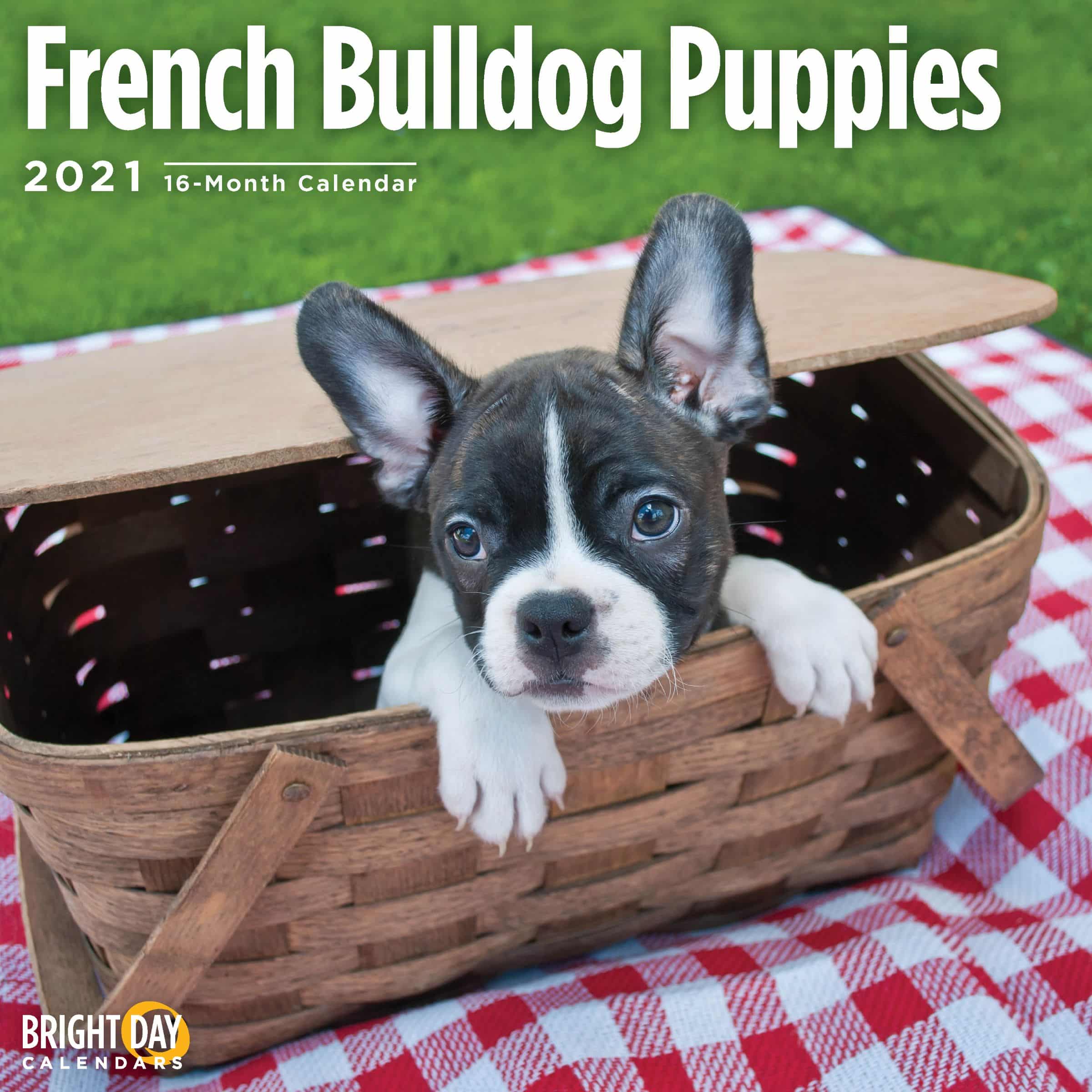 2021 French Bulldog Puppies 12 x 12 Wall Calendar Cute Dog
