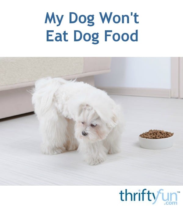 23+ My Chihuahua Won T Eat Dog Food Image