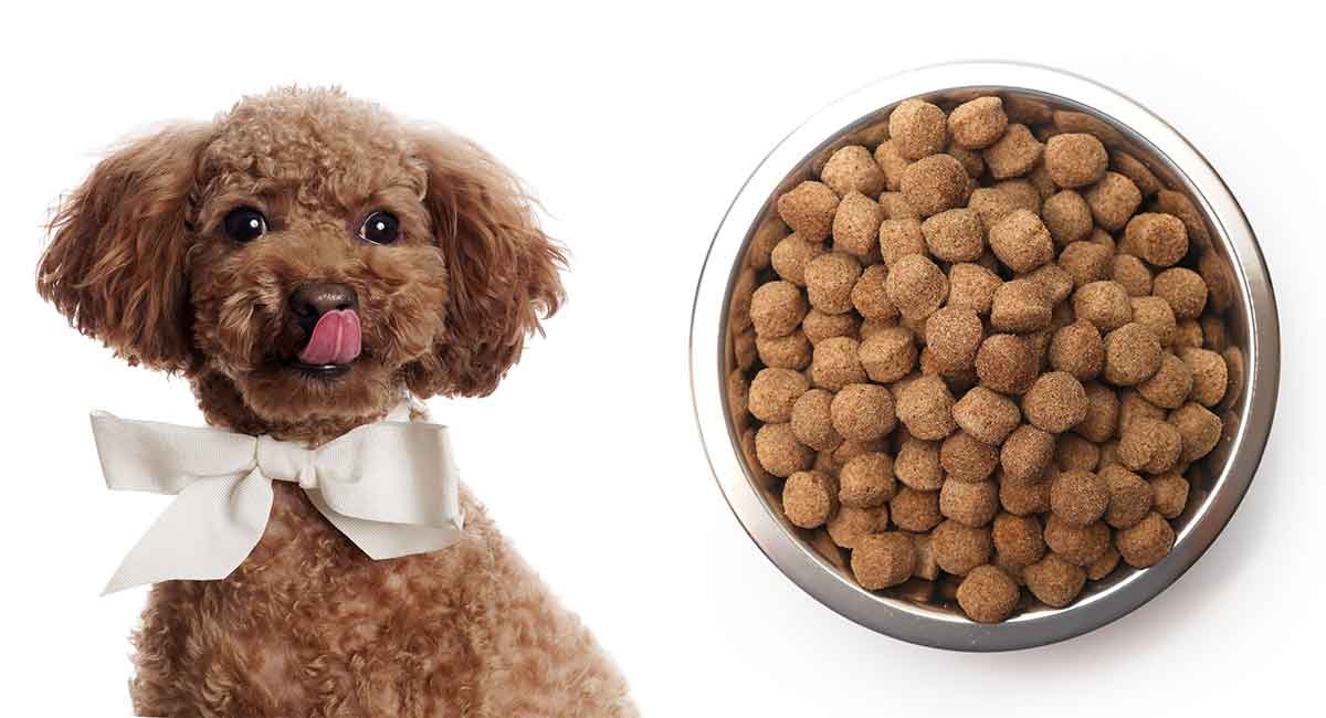 3 Best Dog Food for Poodles in 2021