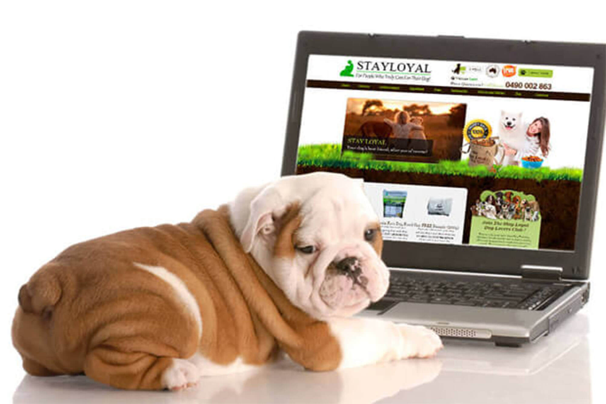 4 Things to Avoid When Buying Dog Food Online!