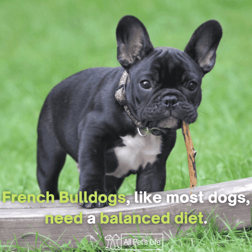 5: Best Dog Food for French Bulldogs [Top 2021 Reviews]