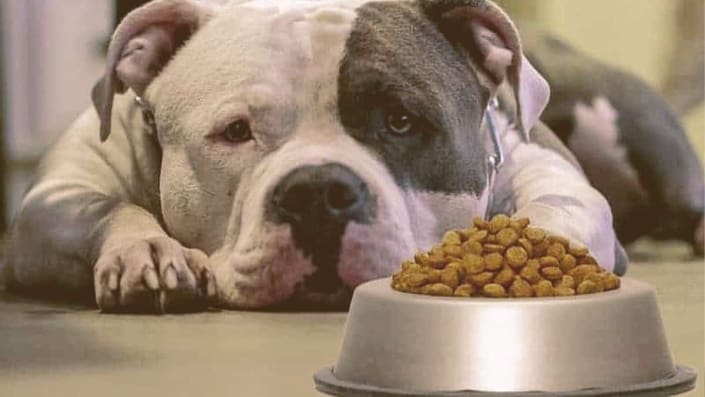 5 Best Dog Foods for Pitbulls to Gain Weight (2021 Edition)