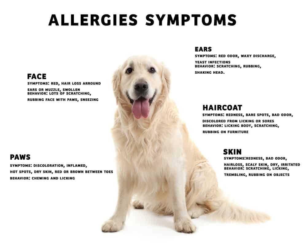 5 Signs Your Dog is Having an Allergic Reaction