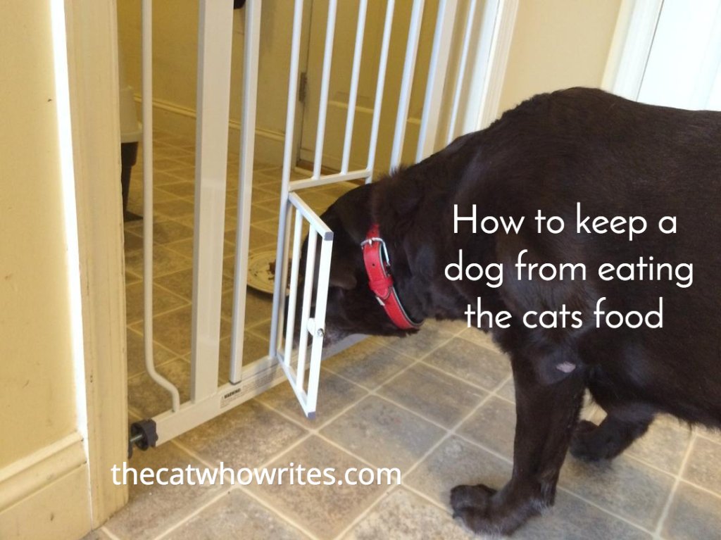 6 Ways to keep a dog from eating the cats food. I like the ...