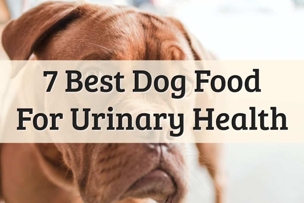 7 Best Dog Food For Urinary Health (2020 Review Updated)