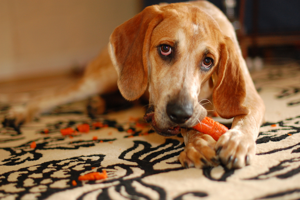7 Sensible Dog Chews for Serious Chewers