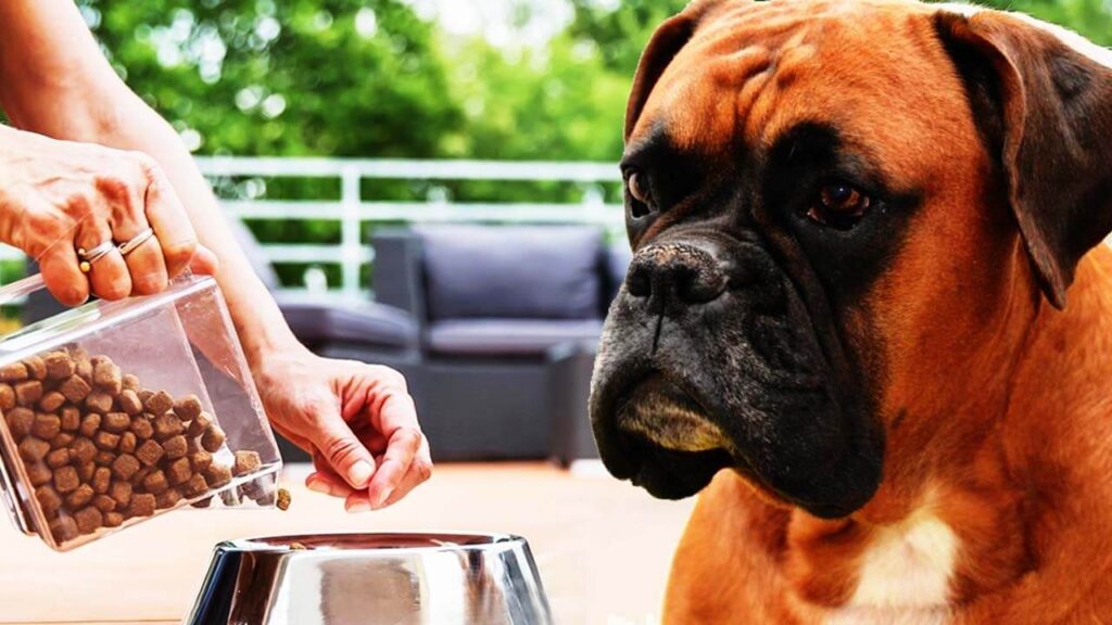 8 Best Dry Dog Food For Boxers