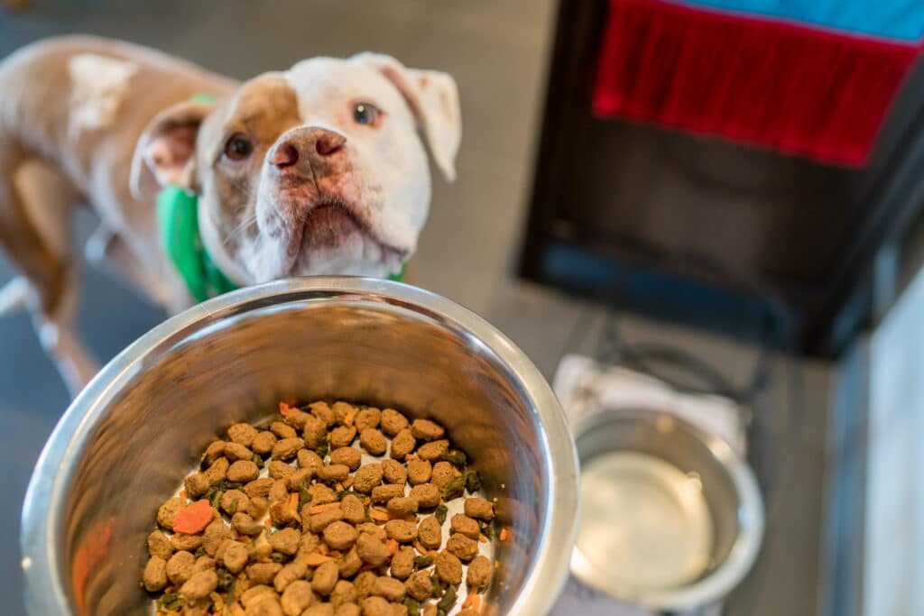 An Easy Way to Feed Your Dog Fresh Food