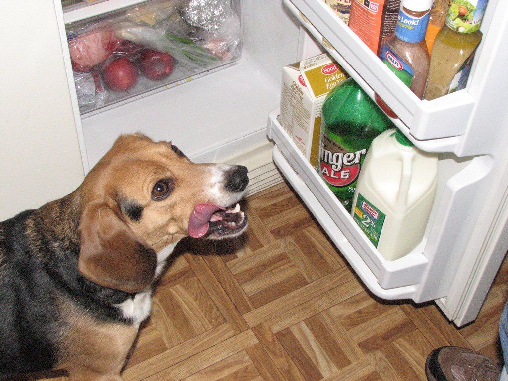 Are Human Foods OK For Dogs To Eat? See Which Ones Are ...