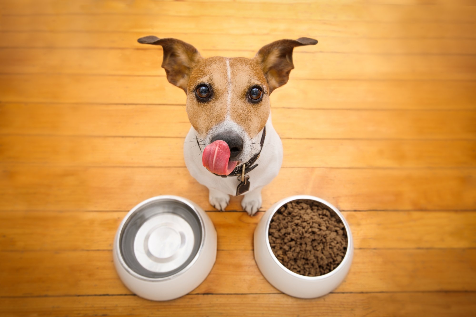 Are you eating your own dog food?