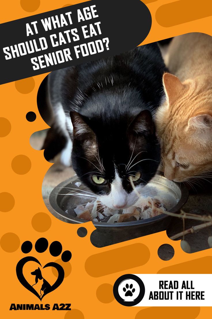 At what age should cats eat senior food?