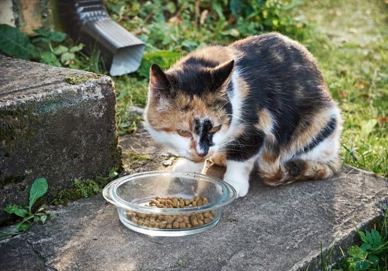 Best Cat Food For Older Cats With Bad Teeth