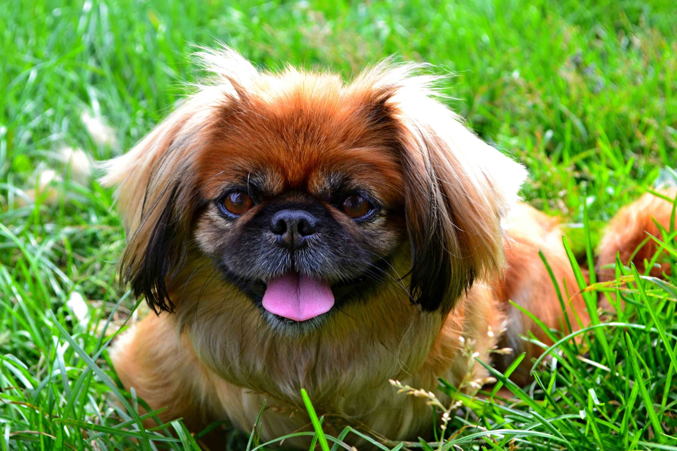 Best Dog Food for an Overweight Pekingese