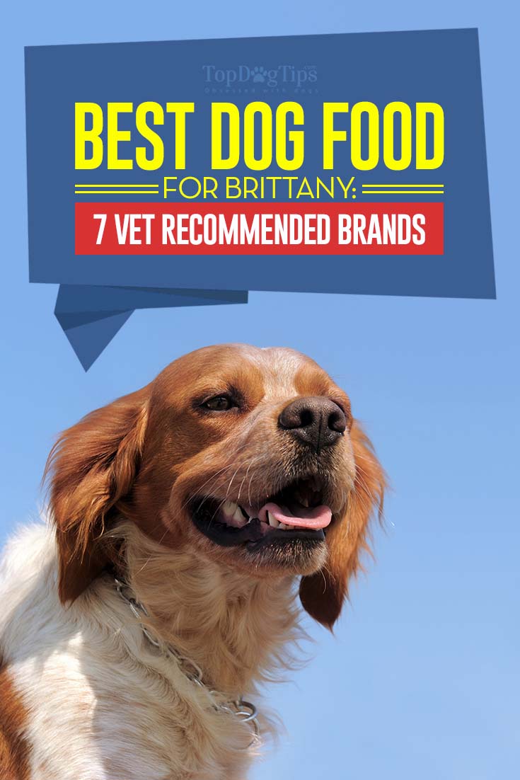 Best Dog Food for Brittany: 7 Vet Recommended Brands