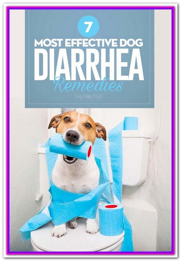 Best Dog Food For Diarrhea Puppy â For dogs who just have diarrhea ...