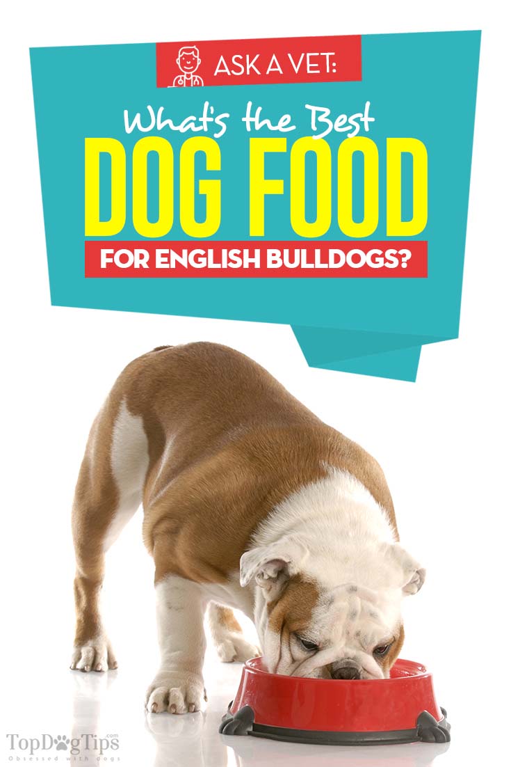 Best Dog Food for English Bulldogs: 6 Vet Recommended Brands