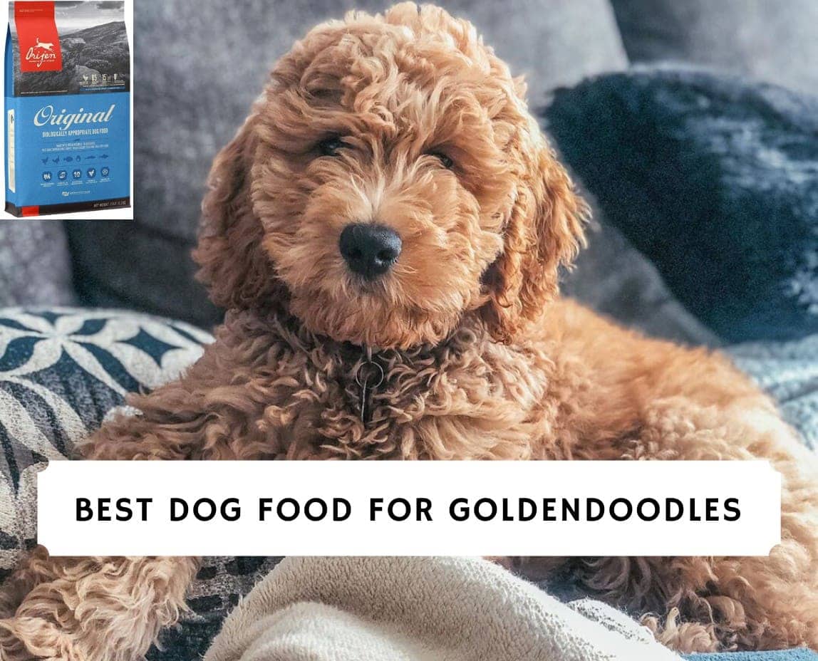 Best Dog Food for Goldendoodles (2021) We Love Doodles