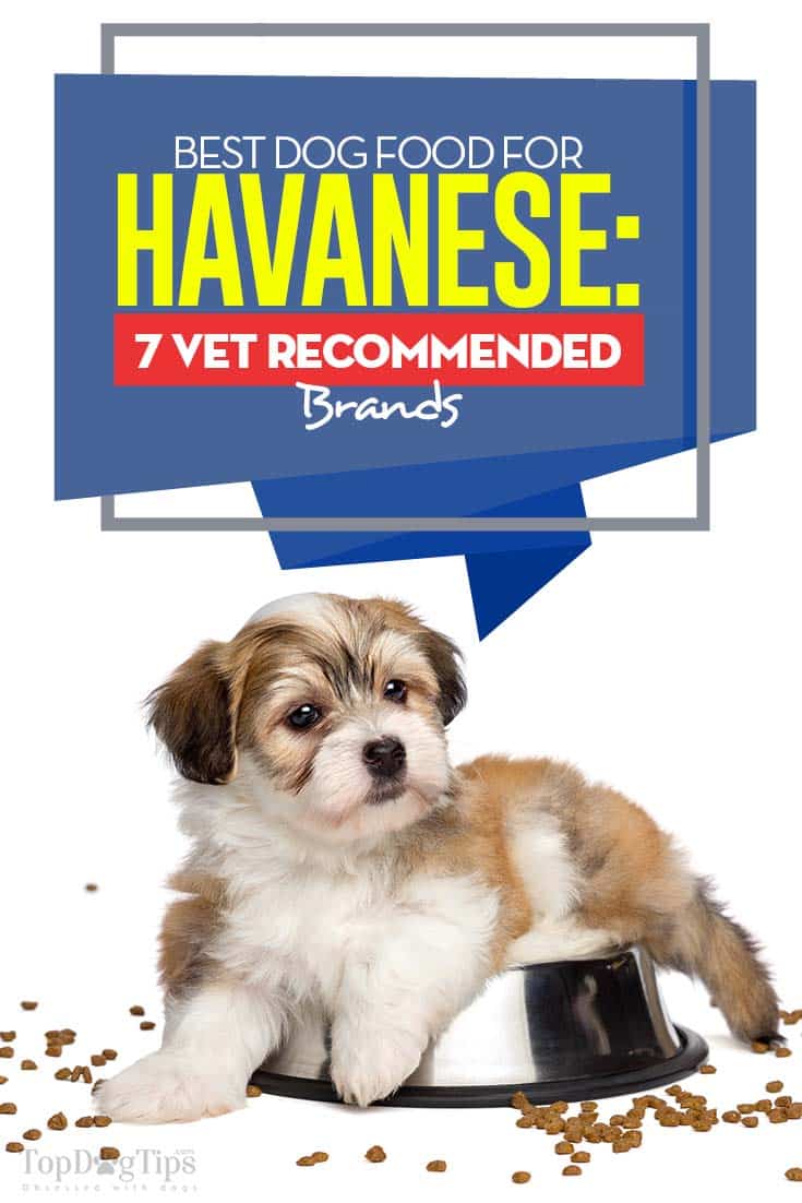 Best Dog Food for Havanese: 7 Vet Recommended Brands