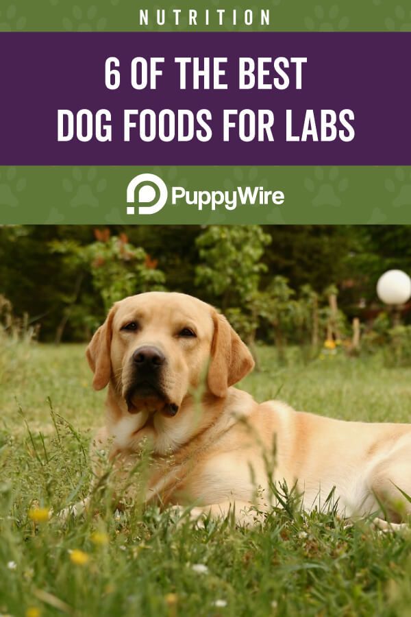 Best Dog Food for Labs (Labrador Retrievers): Top 6 ...