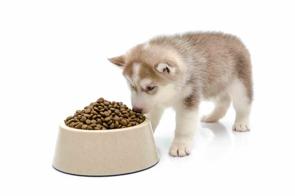 Best Dog Food For Puppies (2019âs Top 5 Picks)
