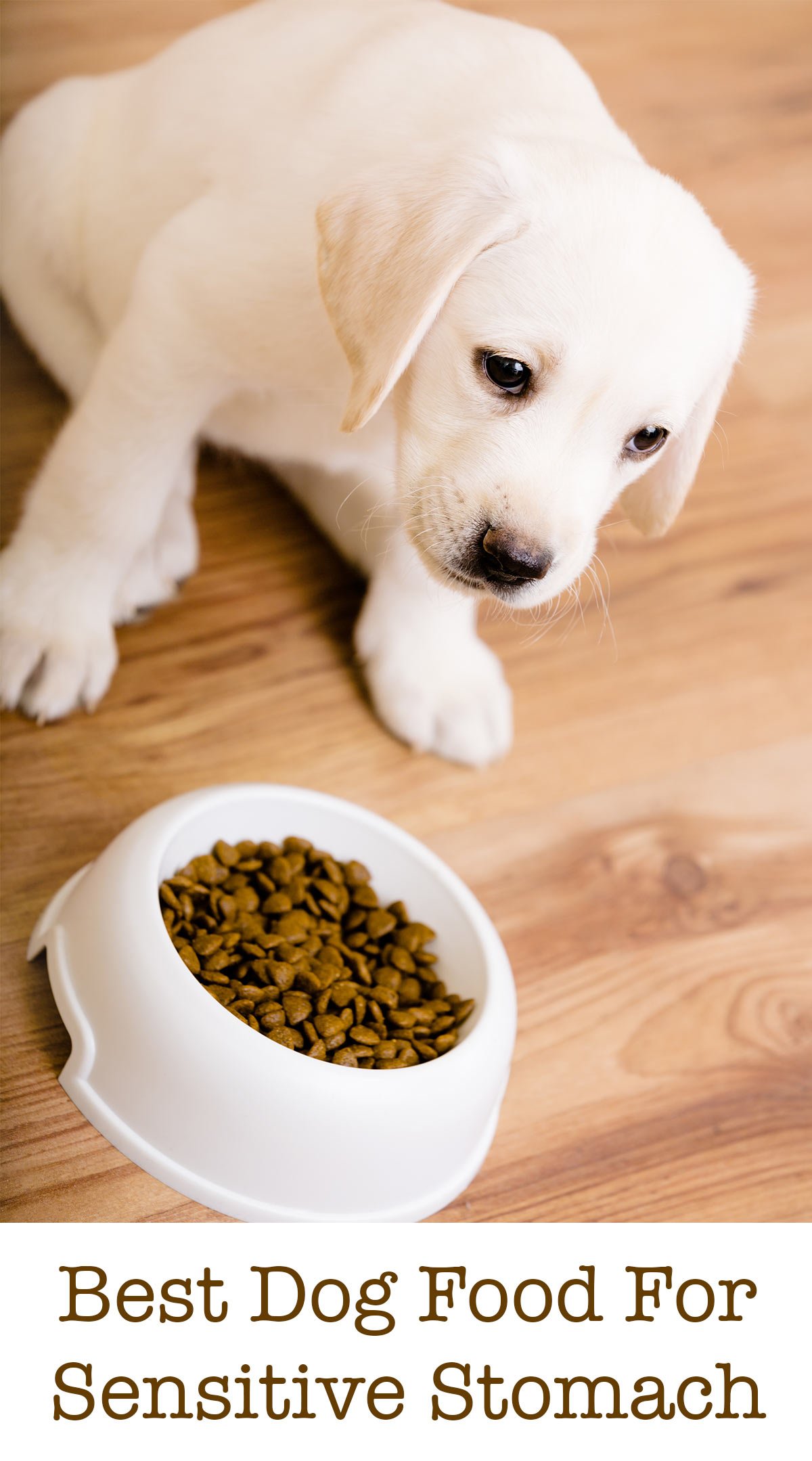 Best Dog Food For Sensitive Stomach Issues