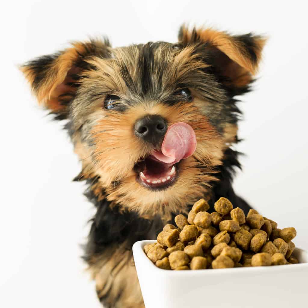 Best dog food for Yorkie puppies in 2020  GoodPuppyFood