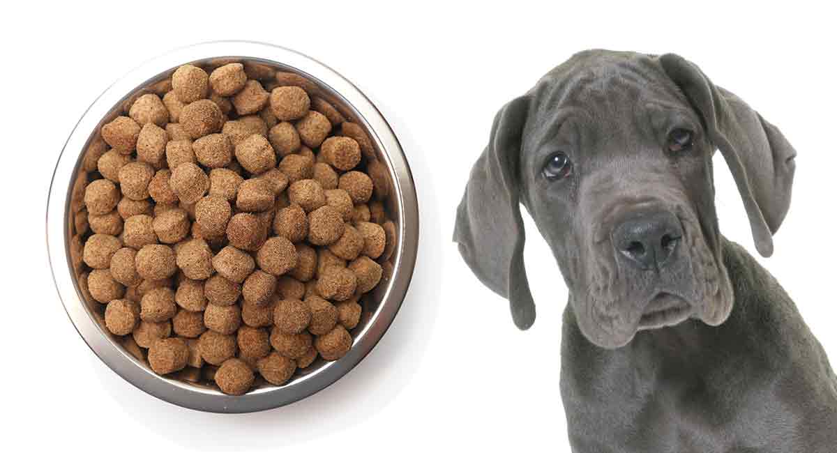 Best Food For A Great Dane Puppy