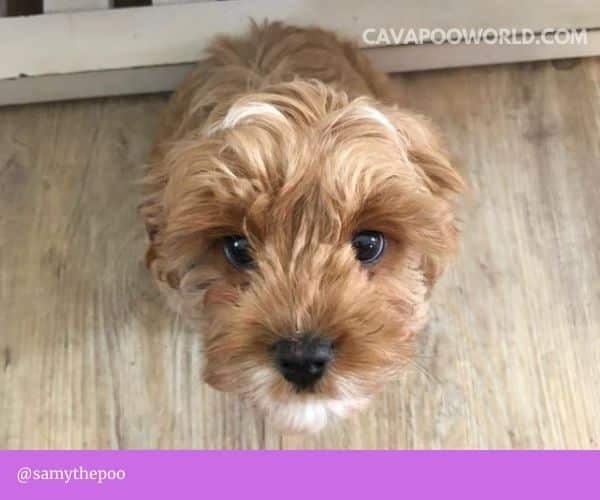 Best food for cavapoo