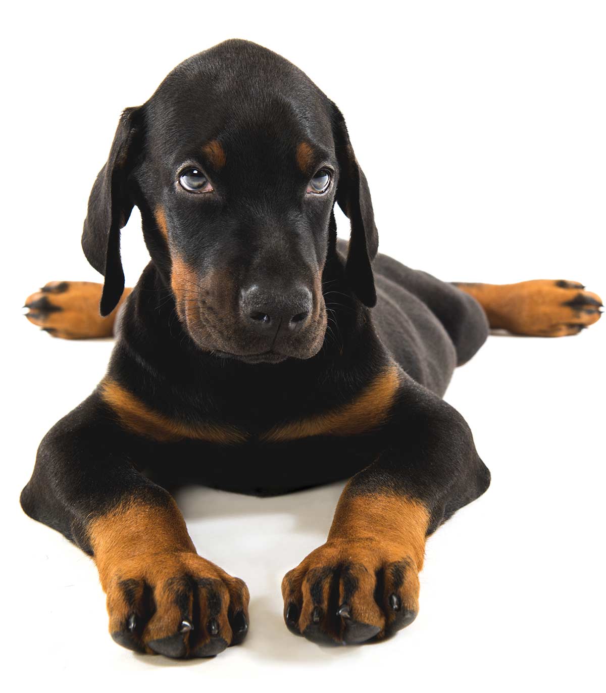 Best Food for Doberman Puppy Growth and Development