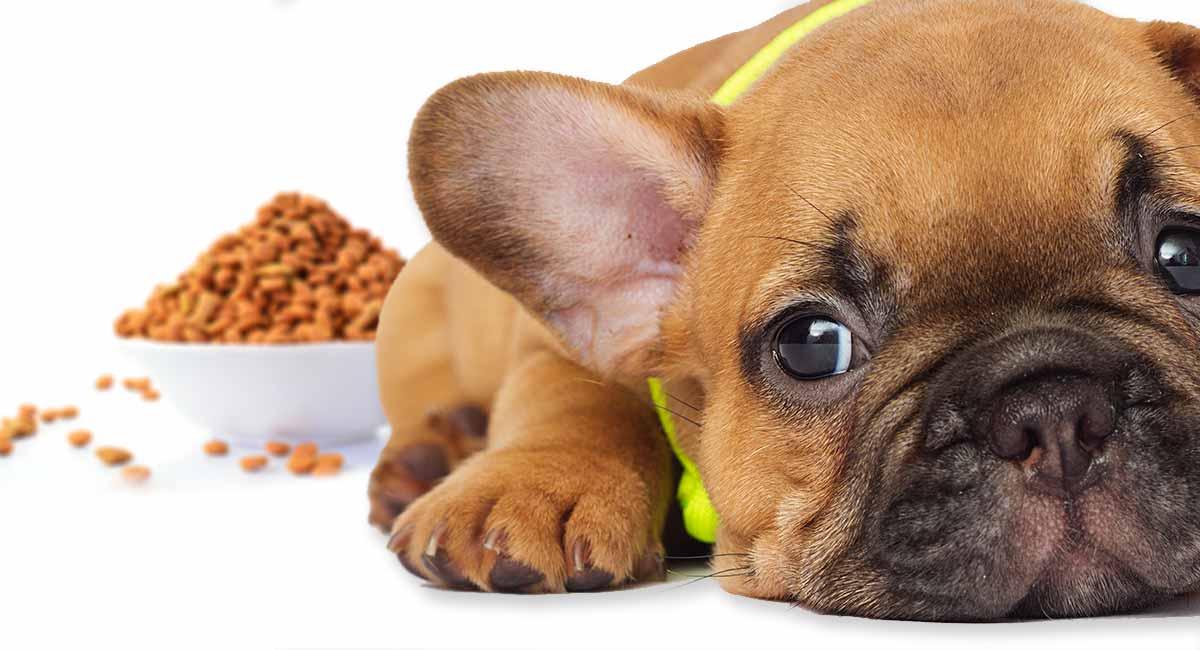 Best Food For French Bulldog Puppy Dogs