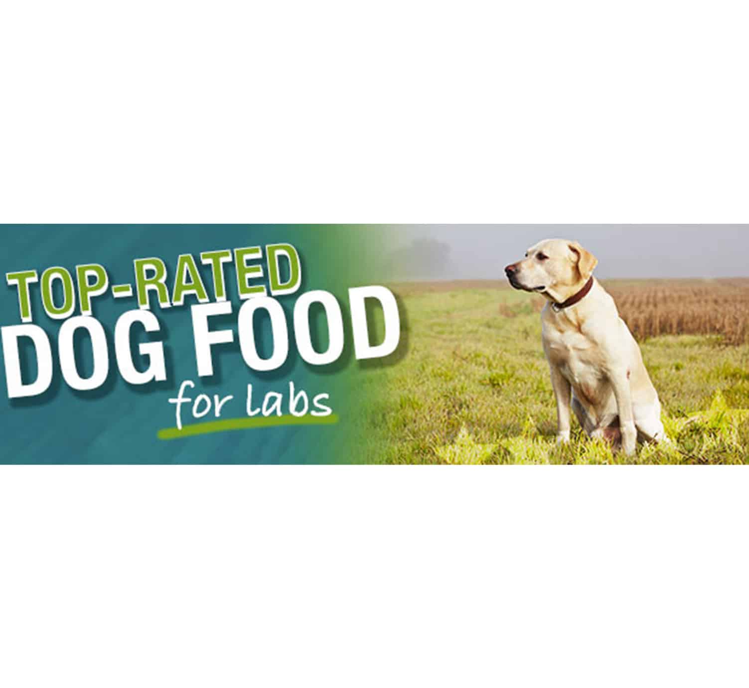 Best Food For Labrador Puppies Review