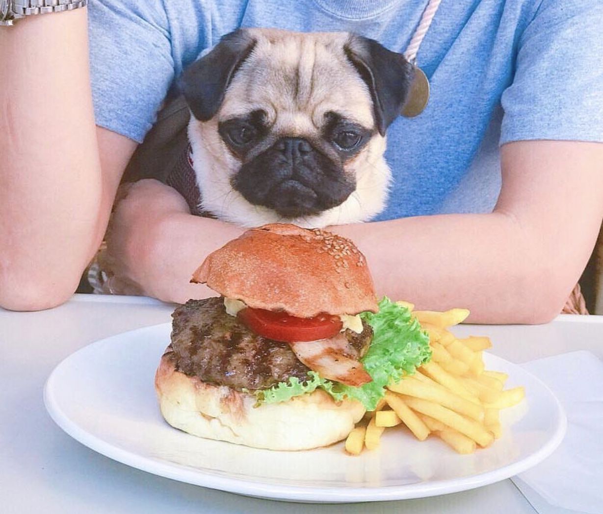 Best Food For My Pug Puppy