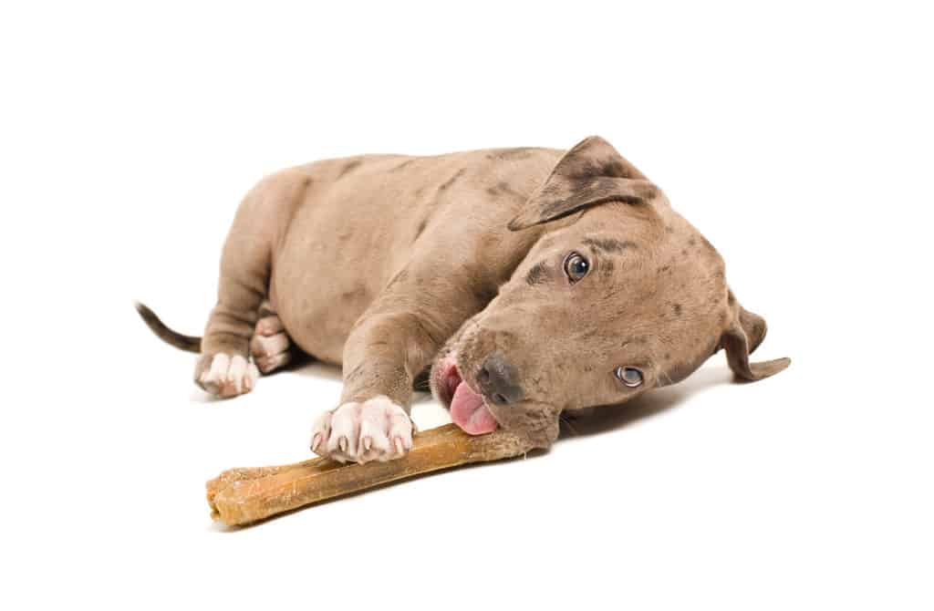 Best food for Pit Bull puppy in 2020  GoodPuppyFood