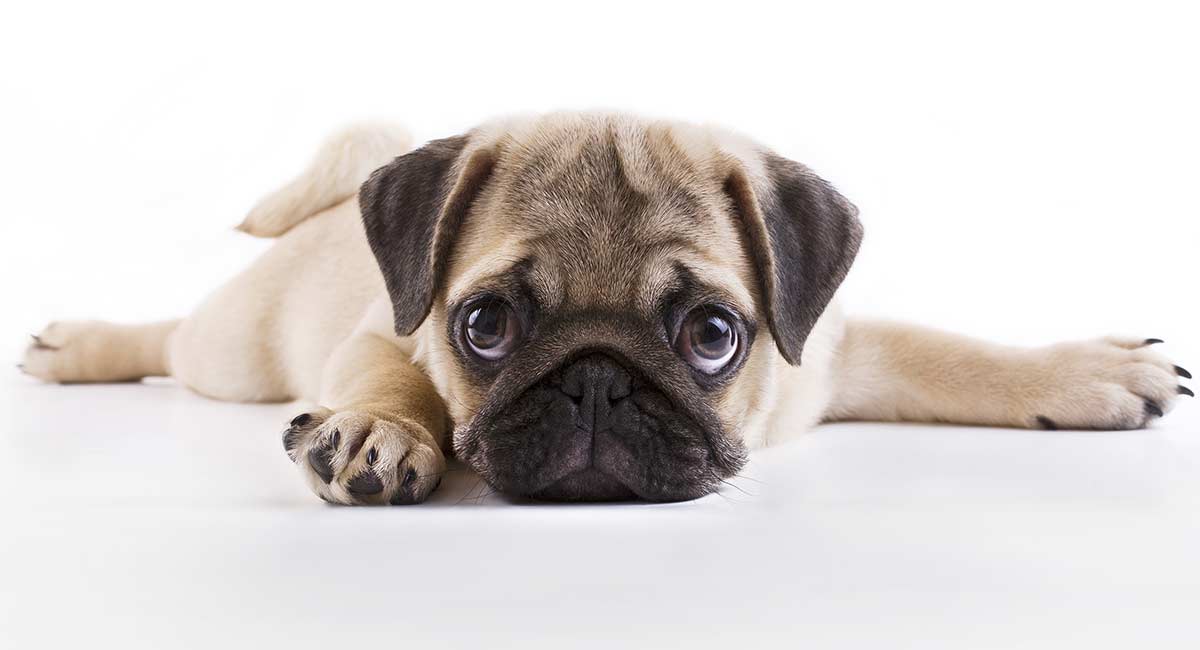 Best Food For Pug Puppies: Tasty, Healthy Choices
