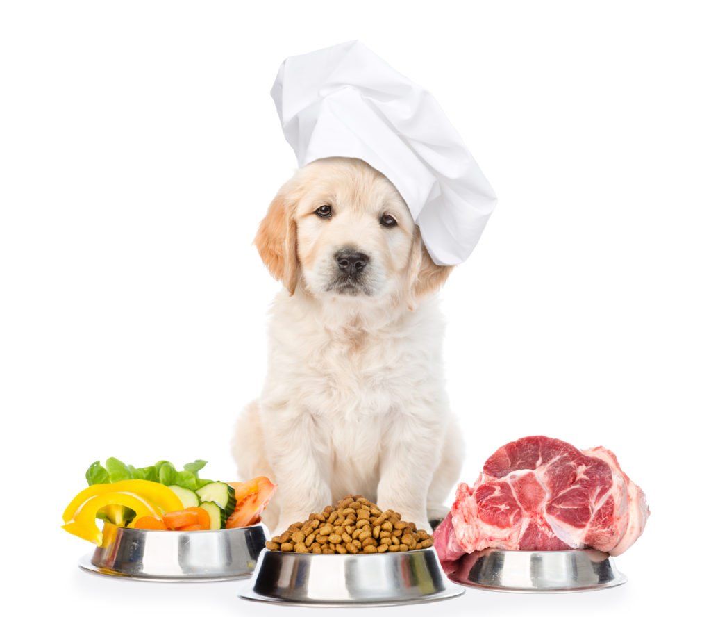 Best Healthy Dog Foods for 2019
