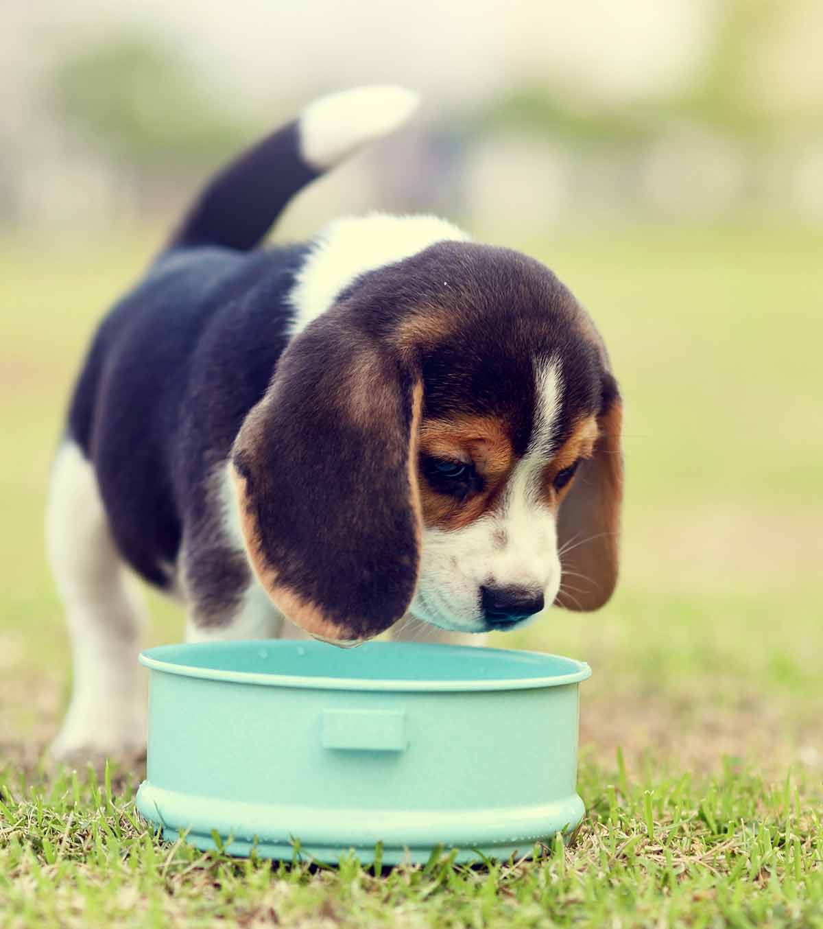 Best Puppy Food For Beagles