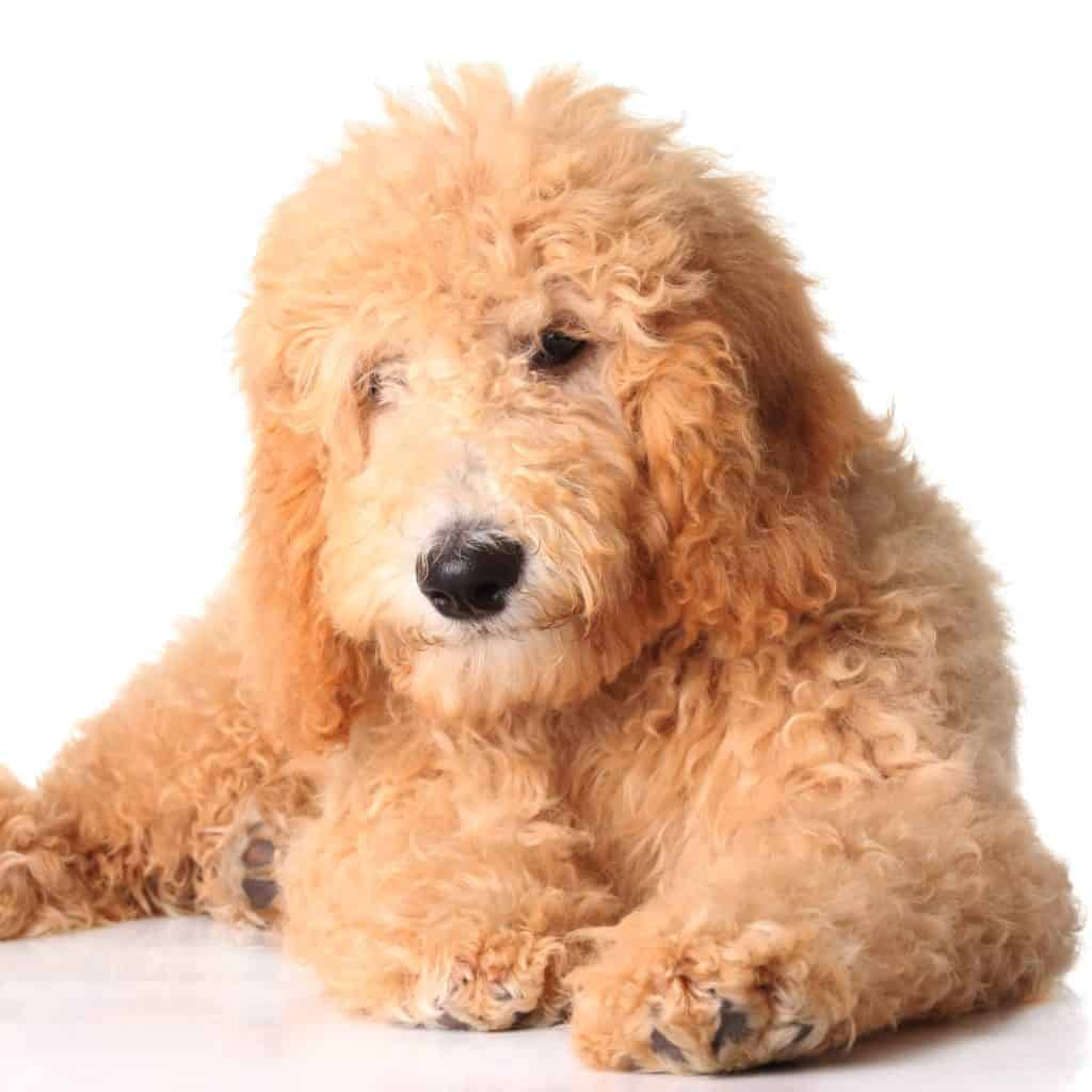 Best Puppy Food for Goldendoodle &  Dogs in 2020  GoodPuppyFood