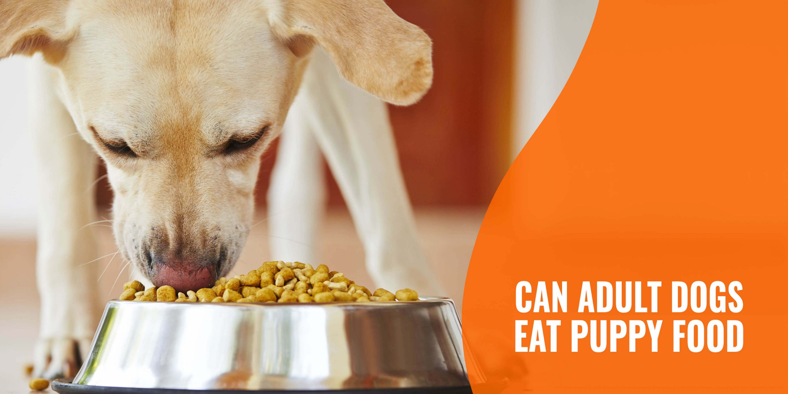 Can Adult Dogs Eat Puppy Food?  Benefits, Risks ...