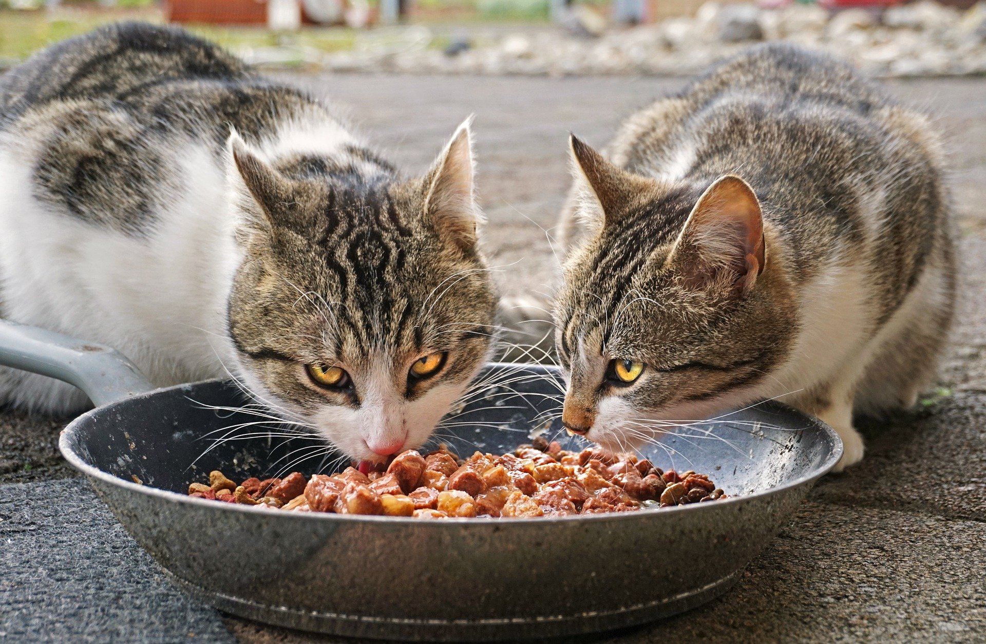 Can cats eat dog food, because it