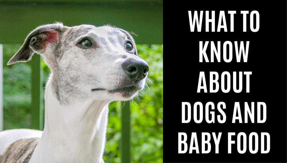 Can Dogs Eat Baby Food? What You Need To Know