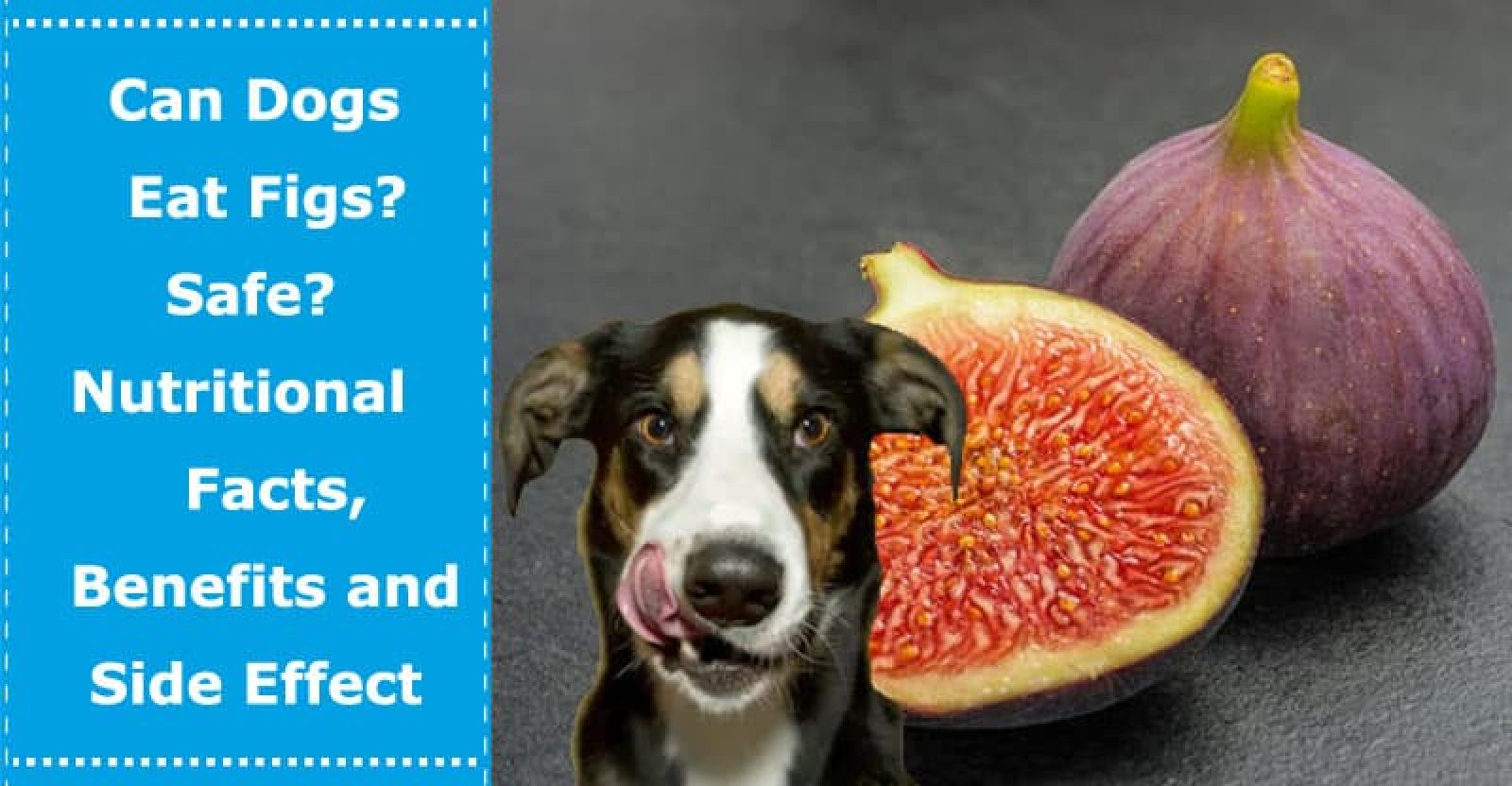 Can Dogs Eat Figs? Safe? Nutritional Facts, Benefits and ...