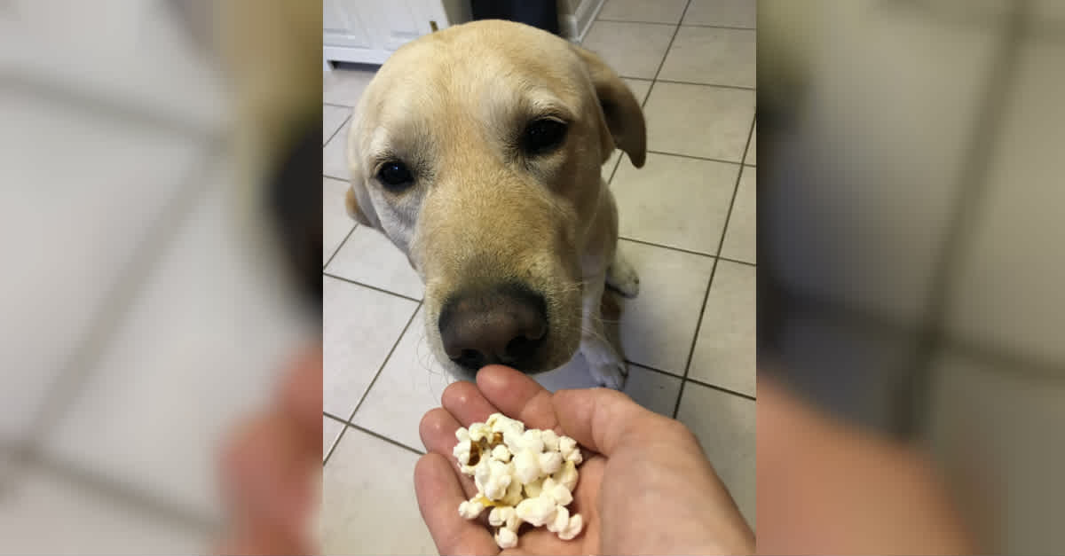 Can Dogs Eat Popcorn? Yes And No