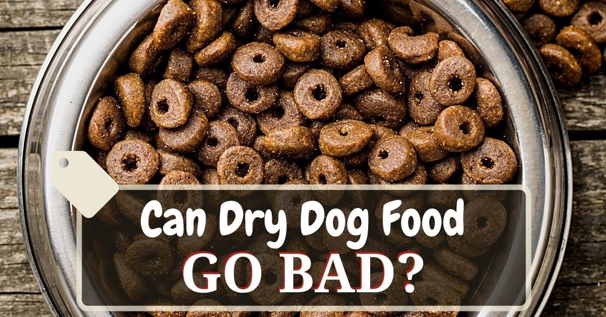 Can Dry Dog Food Go Bad?