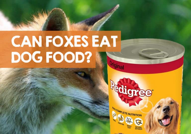 Can Foxes Eat Dog Food? (Wet, Dry, Biscuits or Treats)